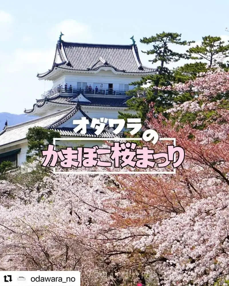 HUMANS BEERが小田原かまぼこ桜まつり出店へ、3月28・29日に提供