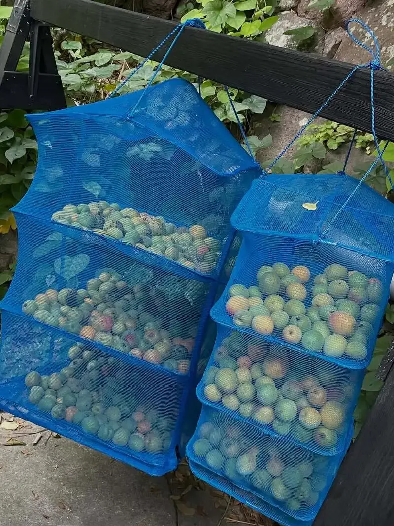 Domyoji Bakushu ripens shrine-harvested plums for a seasonal release