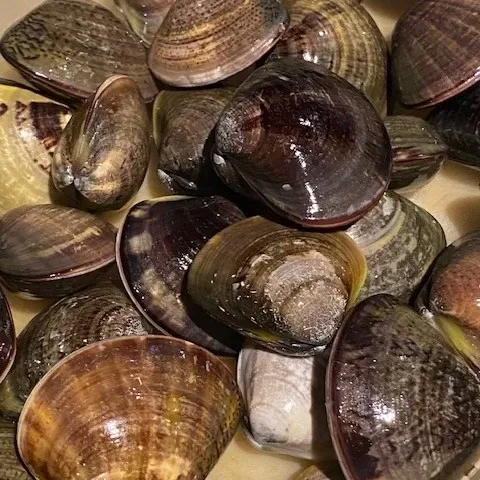 渋谷・Taki〜AKANE〜、3/31は17時開店 春食材と3種の生ビールを案内