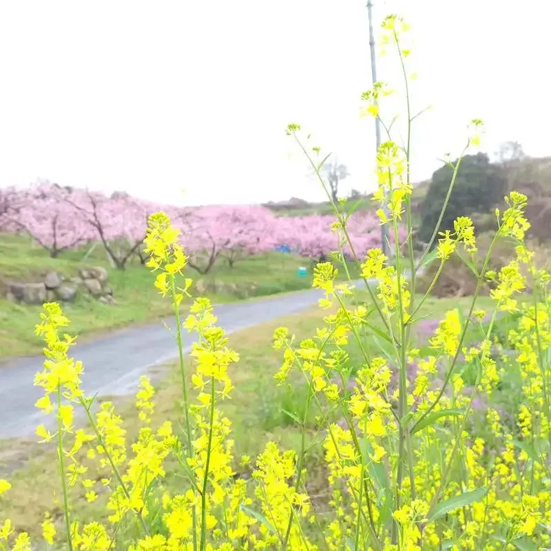 岡山市のCRAFT Rainbowで5種の樽生を案内　しまなみ、伊勢角、Y.MARKETほか