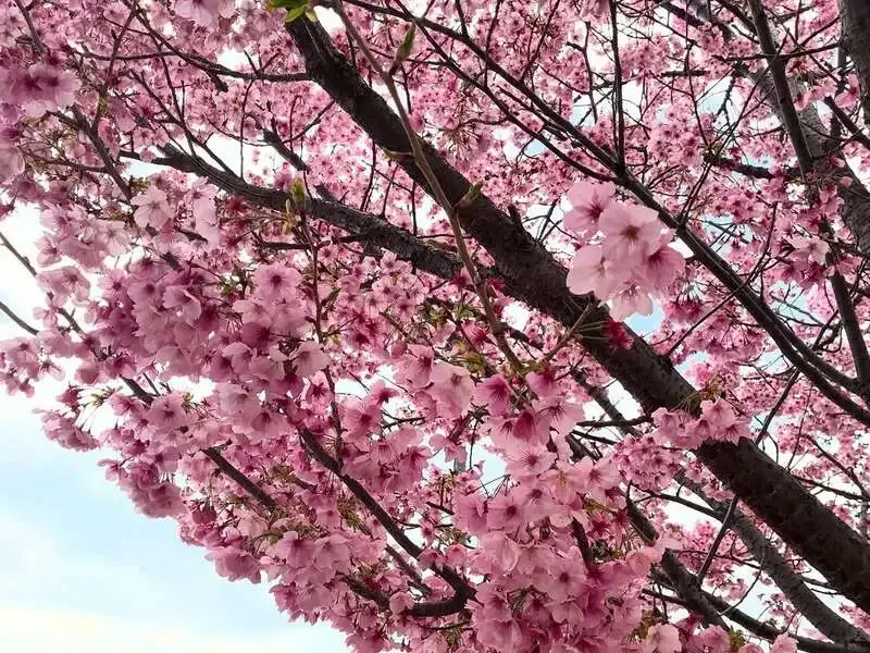 横浜ベイブルーイング戸塚支店、近所の桜を紹介　直営店でベイピルスナー提供