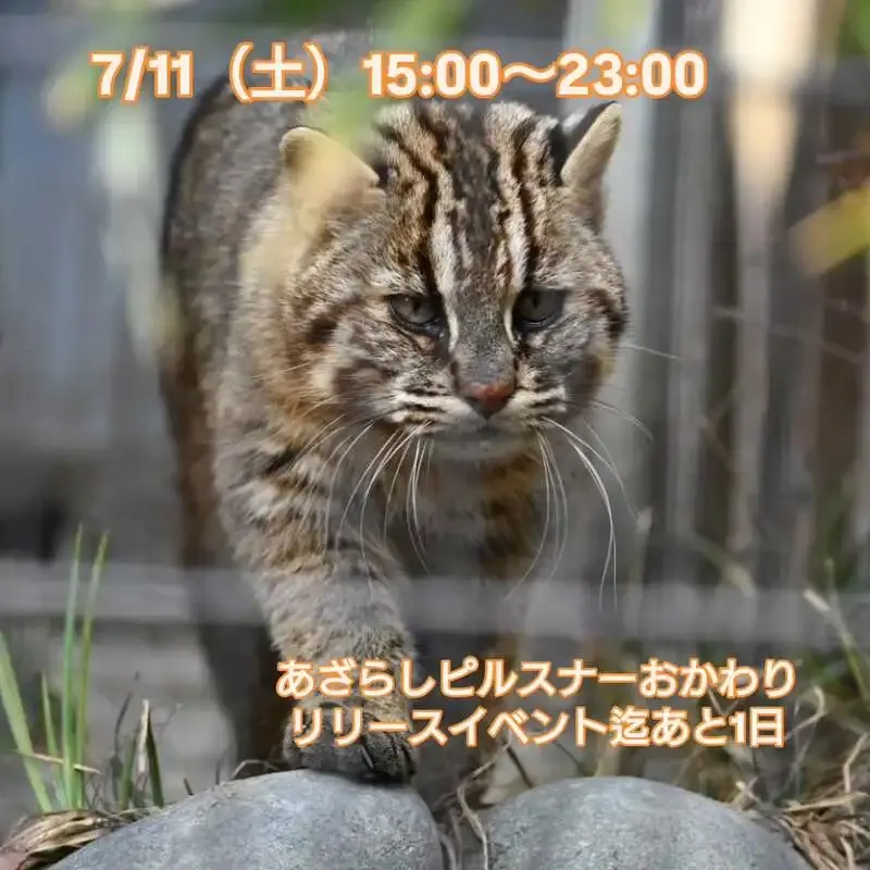 三鷹のBeer Pub ねことあざらし、7/11にビアへるん中心の10タップを告知