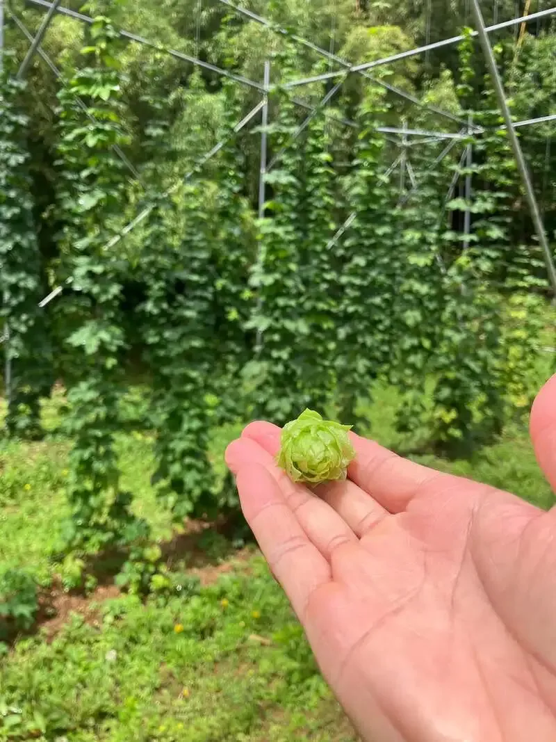 Utsui Brewery、6月のホップ収穫を開始　農薬を使わない栽培を試行