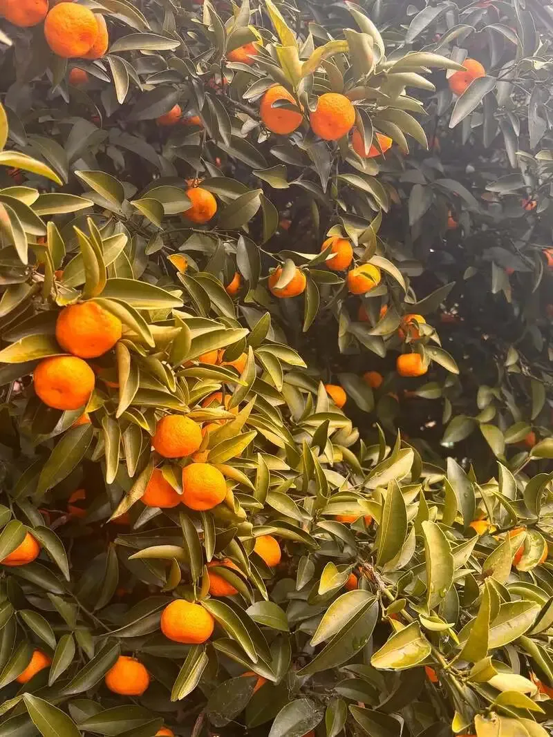 大阪渋谷麦酒、日本書紀にも登場する橘の季節限定ビールを紹介