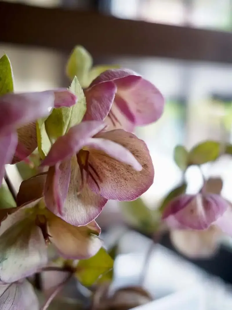 ビアパブイシイで4銘柄がスタート 千駄木のタップリスト更新