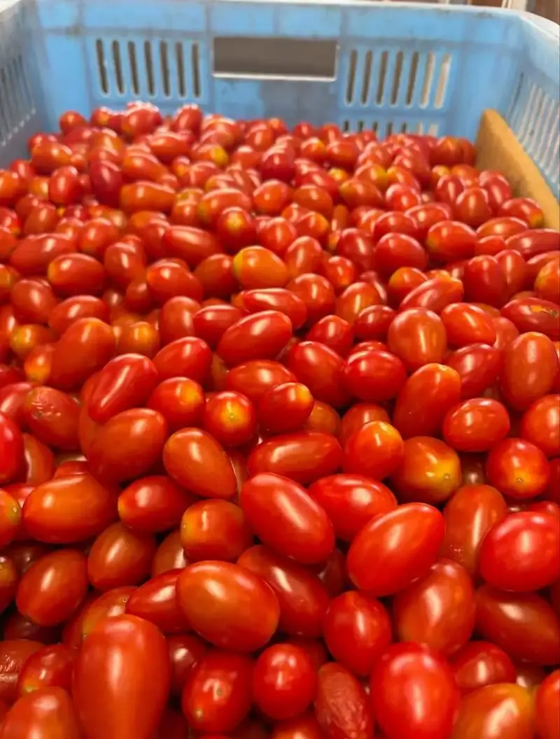 Toys Brewery gets 60 kg of mini tomatoes for Amaegimi Gose
