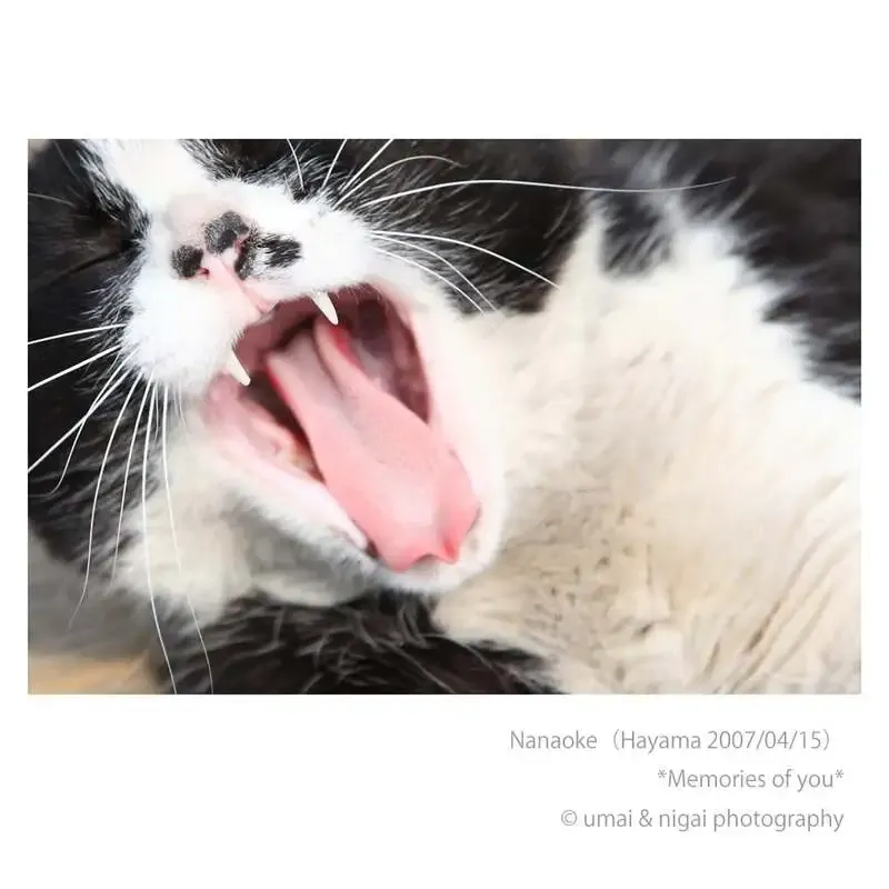 15brewery、4月11日に5種をタップ接続　Wheat LandとRaw Hazy IPAも