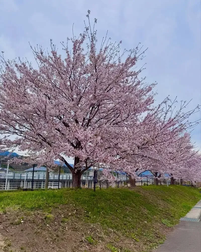 半田銀山Breweryの上町CHEERSで春限定「桜餅ビール」が登場