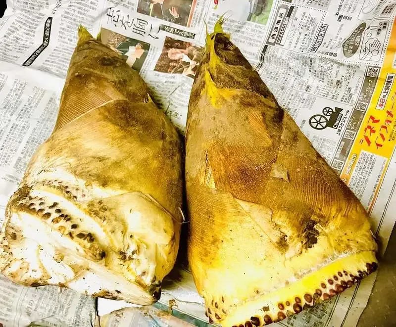 五反田のTHE GRAFTON、4月10日のゲスト樽生に英米日8銘柄が登場