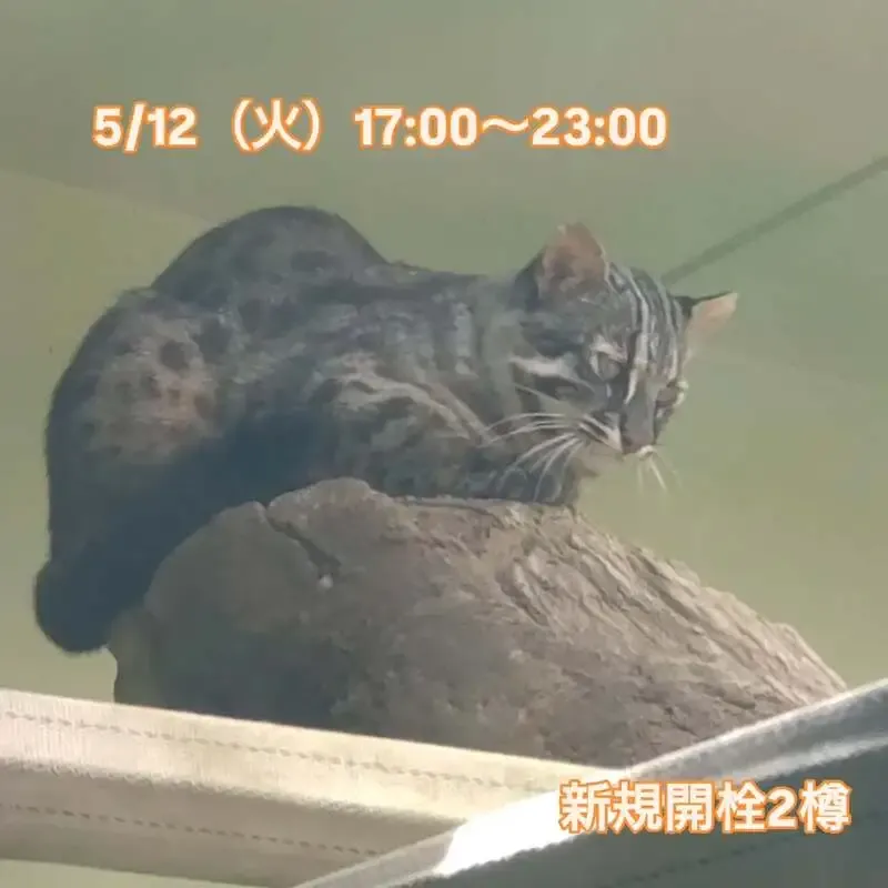 三鷹・Beer Pub ねことあざらし、5/12に新規開栓2種と全10タップ