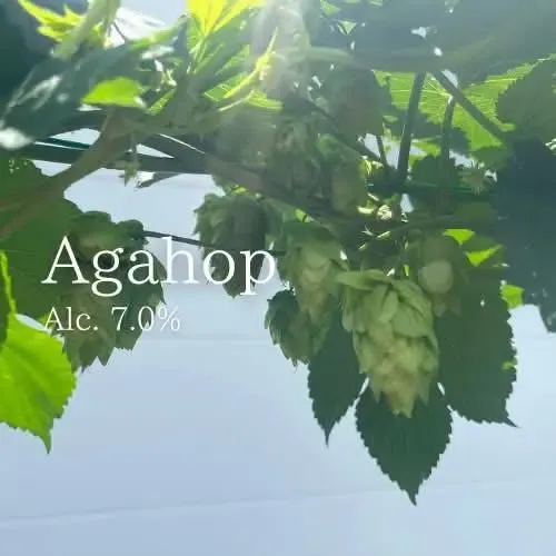 Beer House Hobbitでイーグレブルワリー「Aga HOP」が開栓