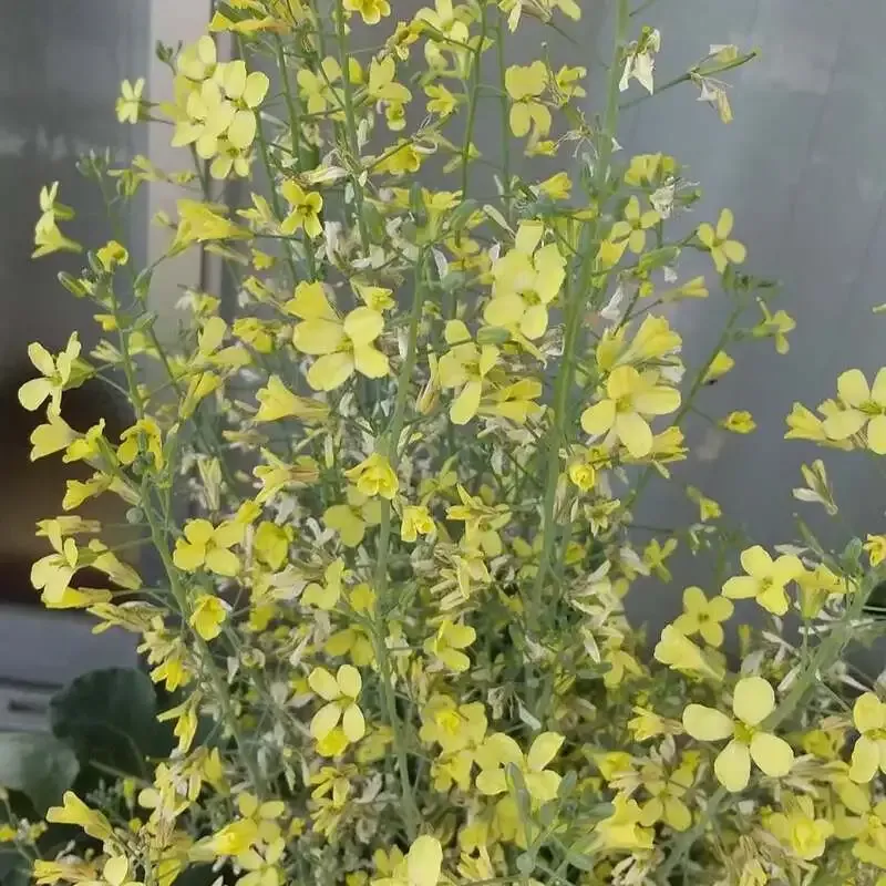 茨木市のレーズン堂、4月26日向けタップ案内を公開　限定IPAやベアレンが充実