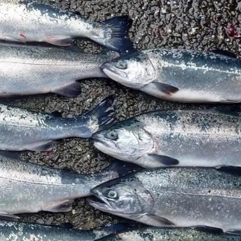 黄昏リリー、ランチ12時営業でWest Coast Brewing2種と沼津クラフトを提供