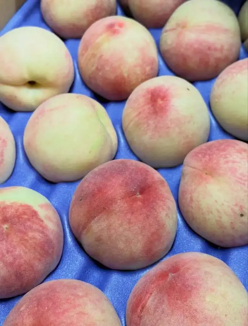 TOYS BREWERY Begins Brewing “Otona no Peach Nectar” with Toyohashi Kanskue Peaches
