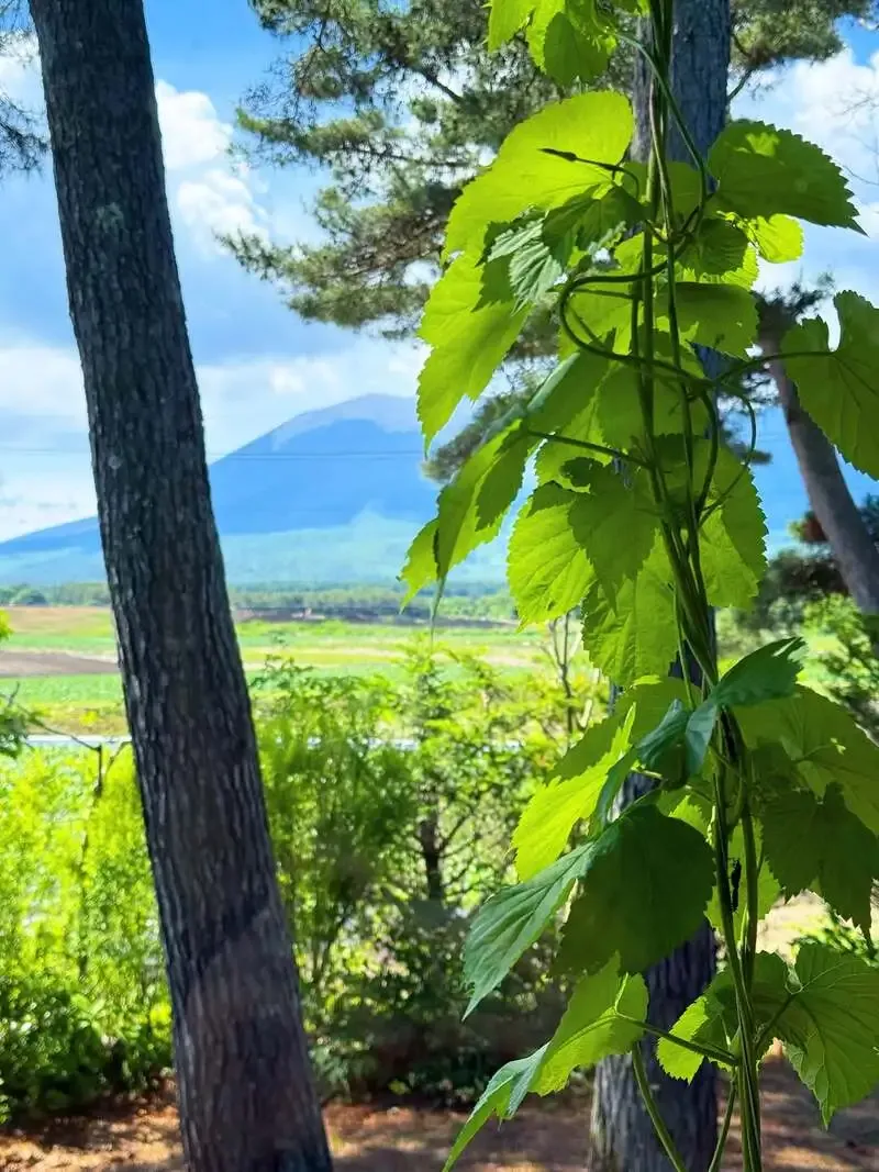Tsumagoi Kogen Brewery shares a June view of Mt. Asama through hops