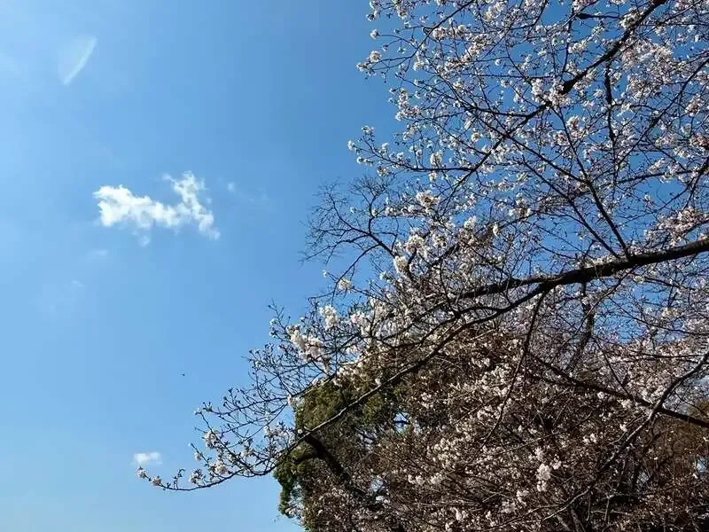 クラフトビアマーケット アトレ吉祥寺店で桜系ゲストビール2種が開栓