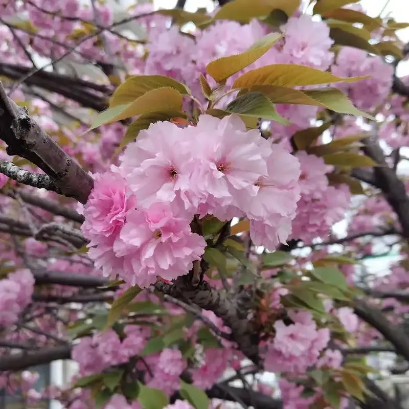 岡山市のCRAFT Rainbow、春のInstagram投稿で営業案内と店の空気感を発信