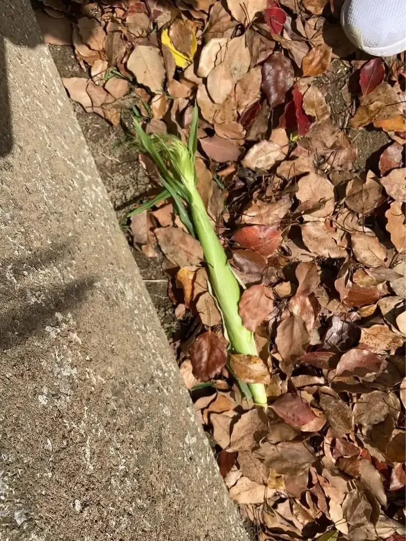 宮崎・BEER MARKET BASE、B.M.B Brewery中心の16タップを案内