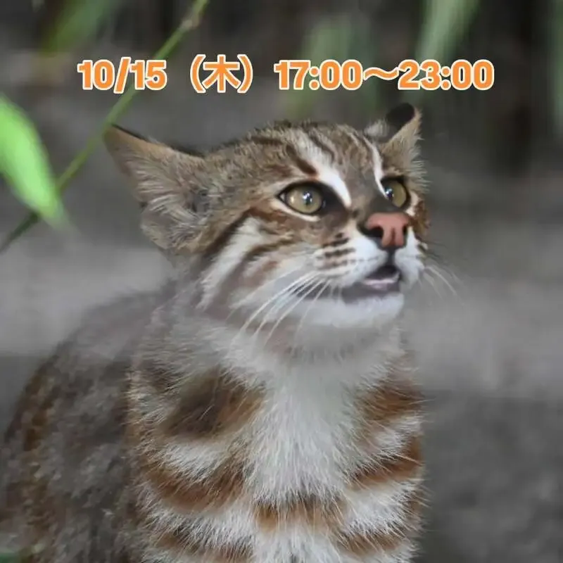 三鷹「Beer Pub ねことあざらし」、10月15日17時から営業