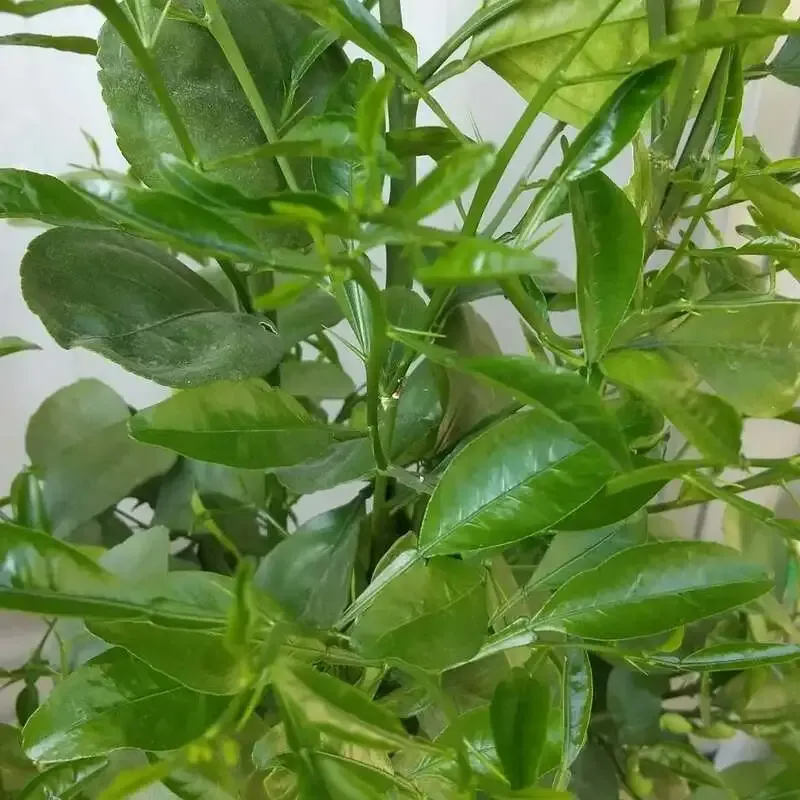 BEER & MUSIC カフェ レーズン堂、4月20日開栓予定の樽生を予告