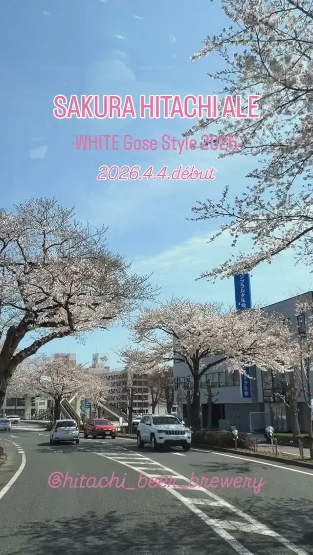 日立麦酒醸造所、桜の花びらを使った「SAKURA HITACHI ALE」を紹介