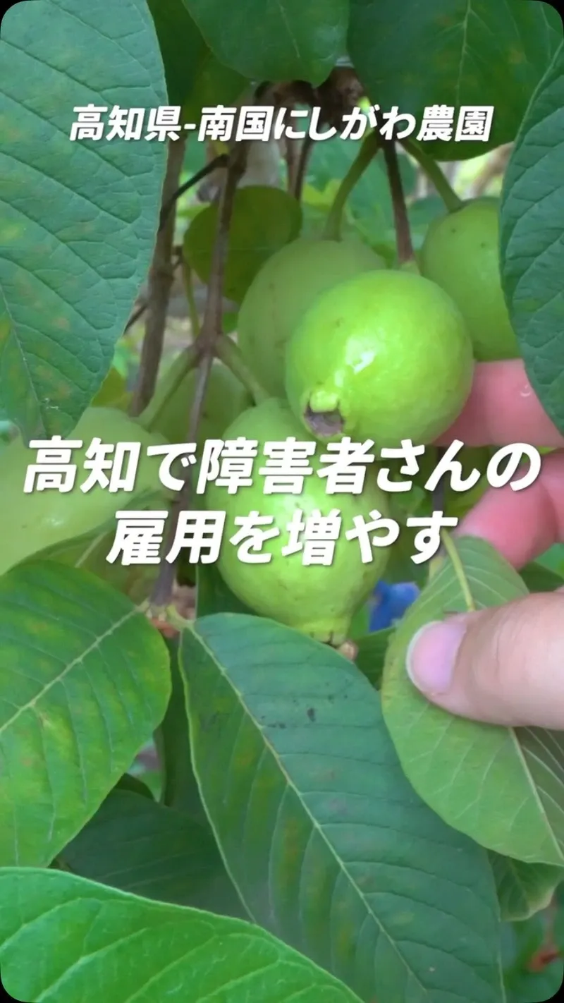高知カンパーニュブルワリー、県産グァバ使う限定IPAを7月9日発売