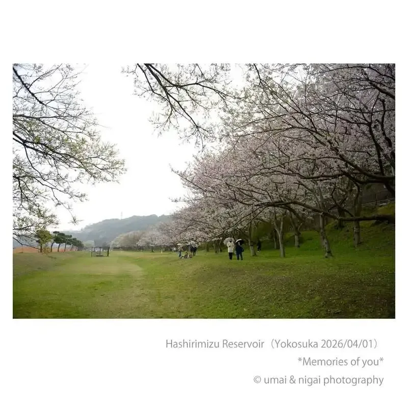 15breweryが4月4日のタップリストを公開　持ち帰り販売で5種を提供