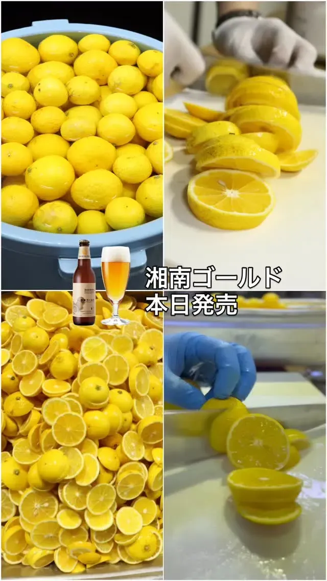 サンクトガーレンブルワリー、湘南ゴールド使用の春夏限定ビールを発売