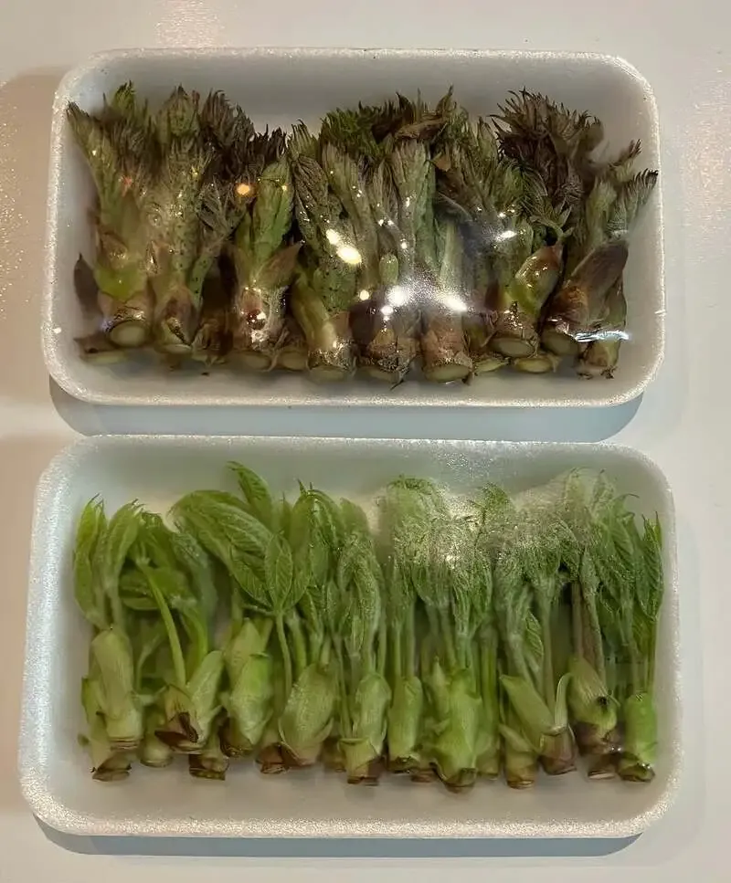 Craftbeer&cafe 蔵くらで志賀高原ビール「HOUSE IPA」開栓、山菜も入荷