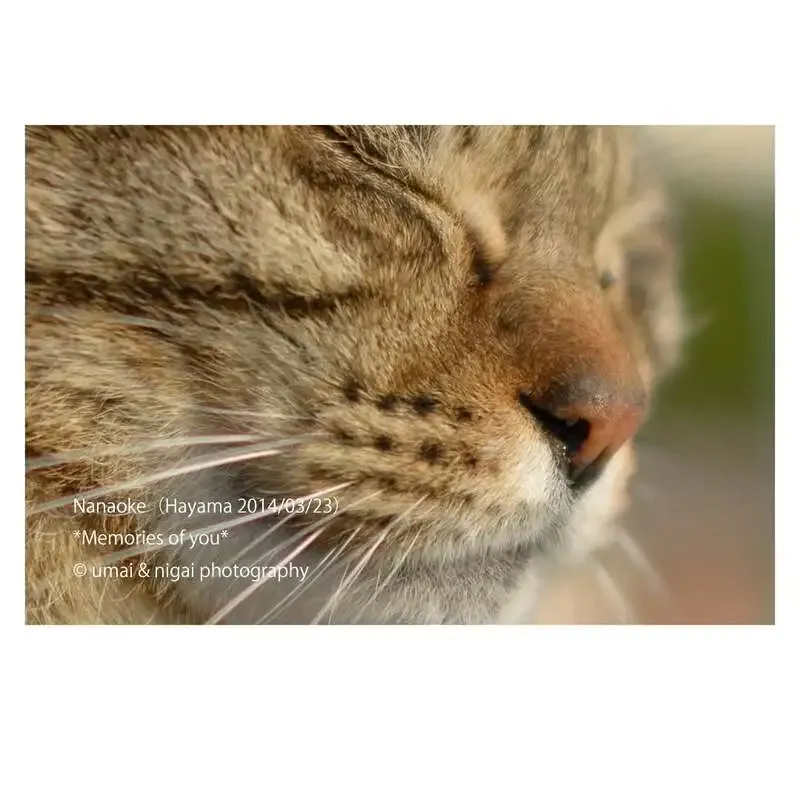 葉山15breweryで3月26日タップ更新、沼の底やRaw Hazy IPAを量り売り