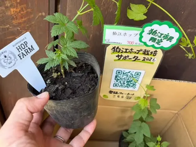 籠屋ブルワリー、狛江ホップ栽培サポーター2026を募集　市民限定で苗販売