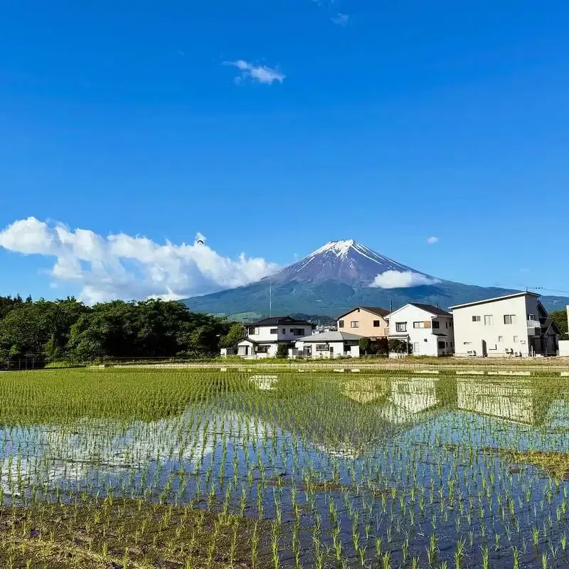 BRIGHT BLUE BREWING, Upside-Down Mt. Fuji Reflected in the Rice Fields and the Weekend Tap List