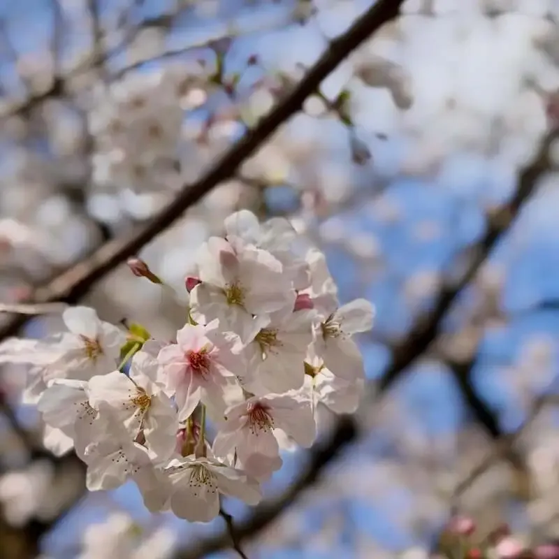 3/29にCraft Beer Bar & Bottle Shop Progressで坂道ブルイング『Yozakura!』提供