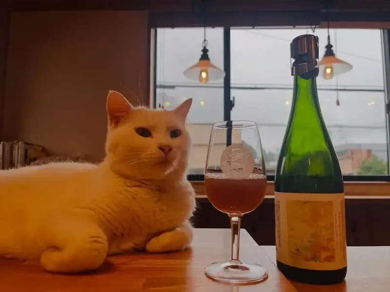 麦雑穀工房、小川町タップルームでアプリコットのフーダービール「ゴールデンベリル」を提供