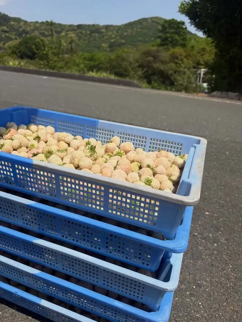 Toys Brewery to Open on the April 29 Holiday, Brew White Strawberry "Shiroichigo Sour"