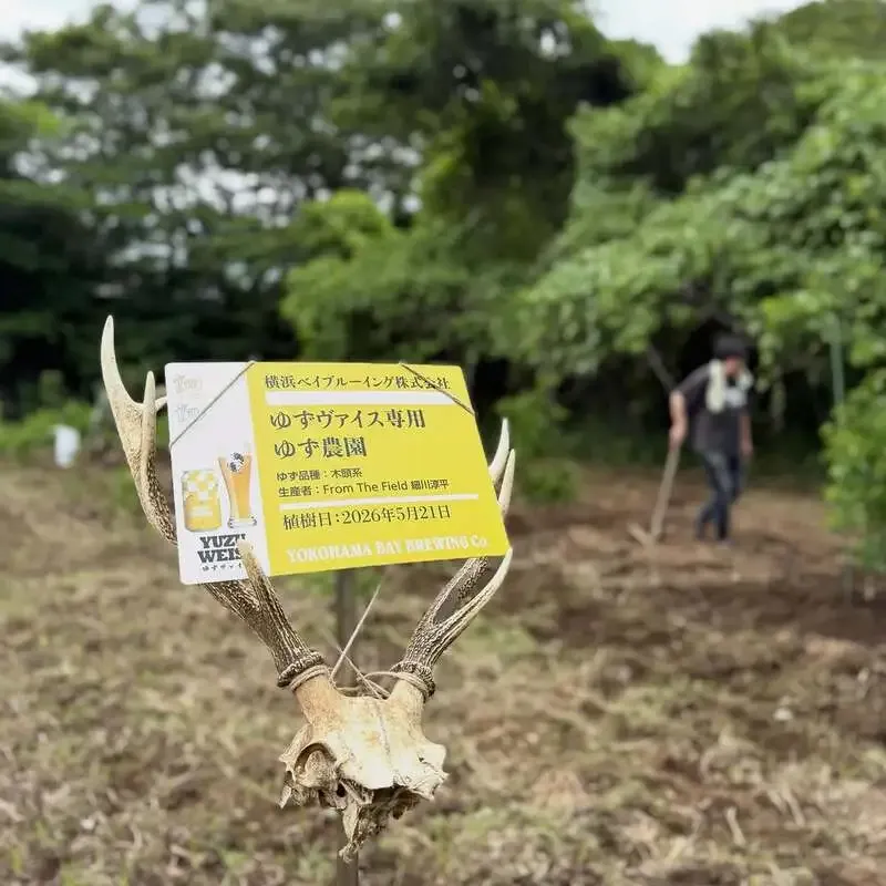 横浜ベイブルーイング関内本店、ゆずヴァイス用農園でゆずの木10本を追加植樹