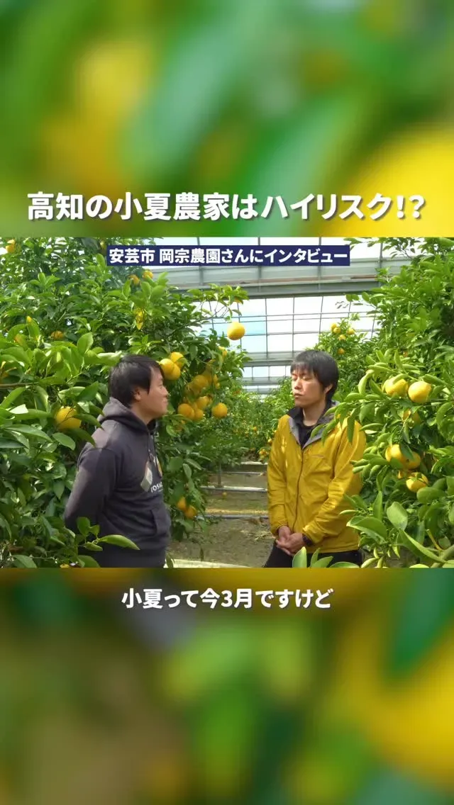 高知カンパーニュブルワリー、小夏と蜂蜜のコラボビール「こなっちゃんハニーミード」を4月2日販売開始