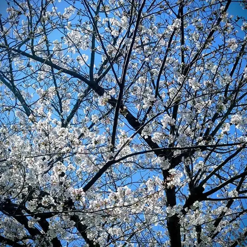 横浜・心の月が4月3日のタップリストを公開、6銘柄が登場