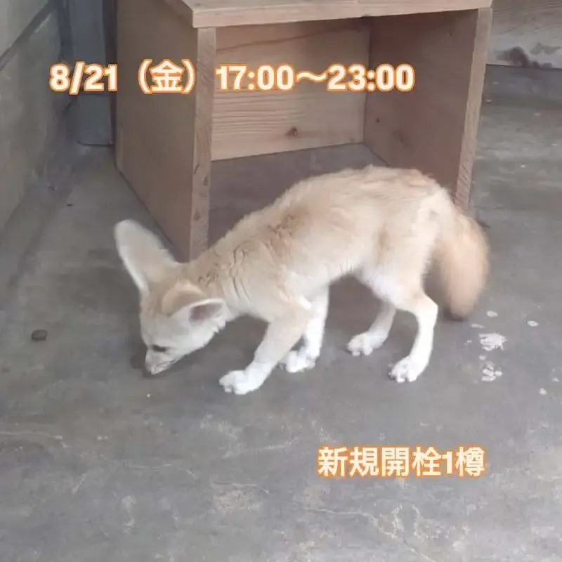 三鷹のBeer Pub ねことあざらし、8/21タップ更新　新規はうしとら「迷ったらこのペール！」