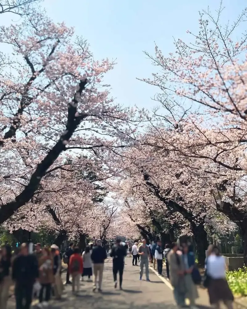 谷中ビアホール、谷中霊園の桜見頃に合わせレッドエール「春嵐」を案内
