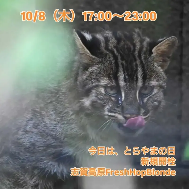 三鷹・Beer Pub ねことあざらし、10月8日17時から23時まで営業
