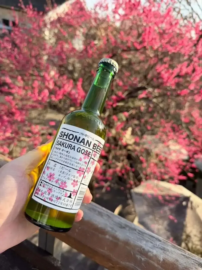 MOKICHI TRATTORIAで春限定「桜ゴーゼ」を提供　湘南ビールの新商品