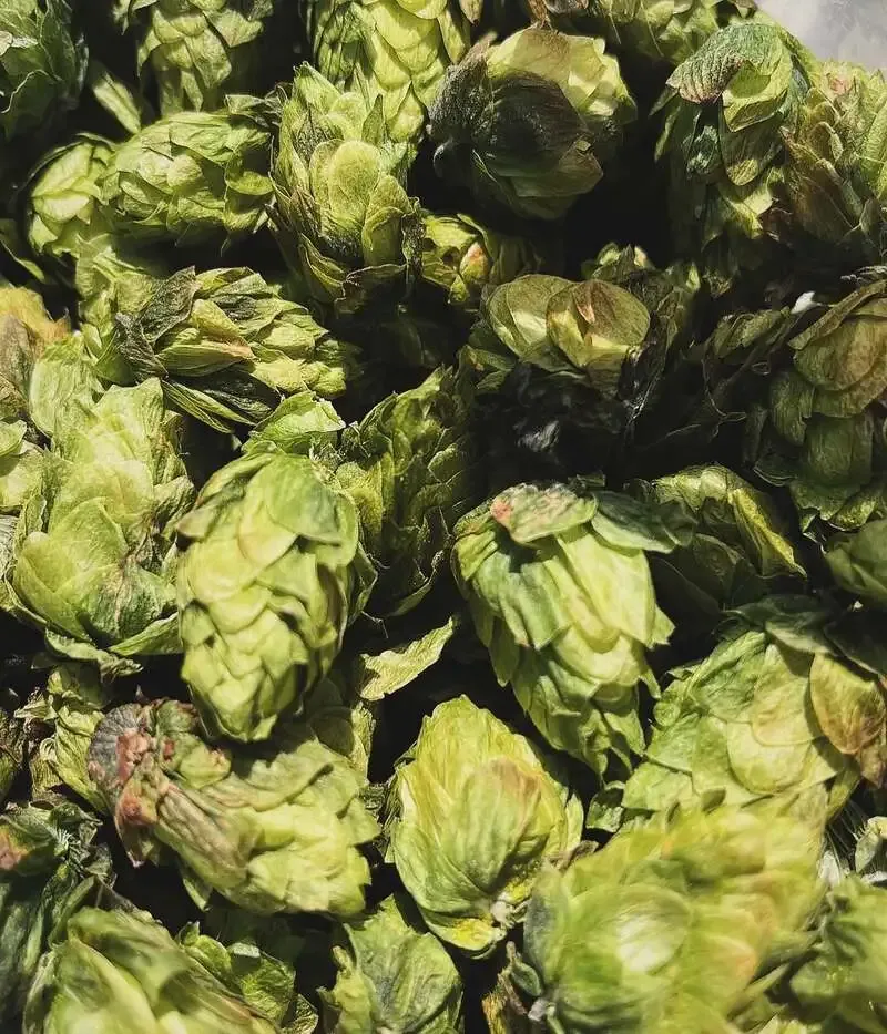 王越麦酒醸造所が5月開催のタンク開栓日イベントを案内、16日初日枠に空き