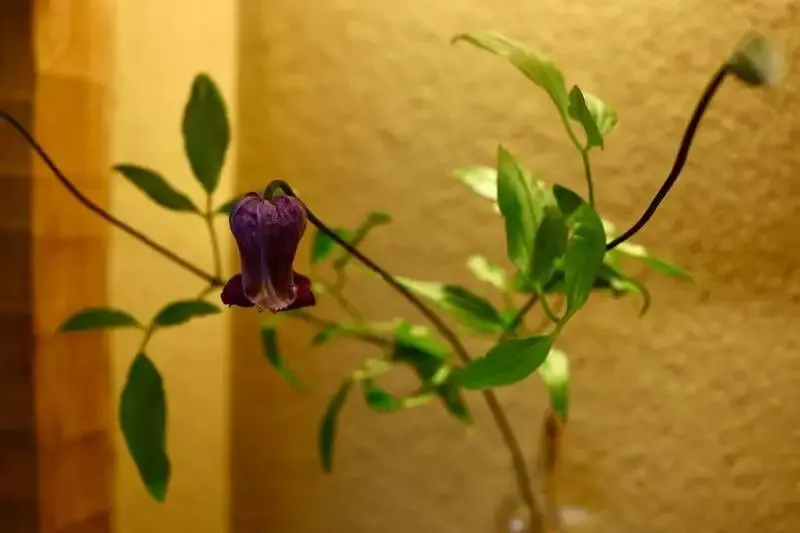 京都・麥酒 夢詠ミでBrasserie Knot「HARBOR」開栓、春向けセッションIPAが登場