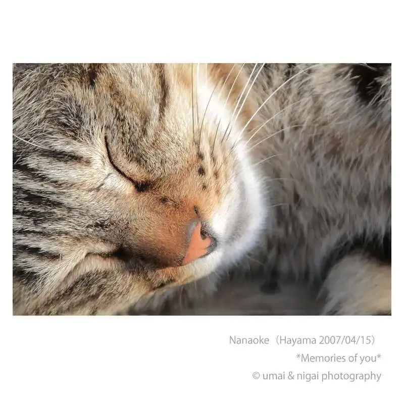 15brewery、4月22日のタップで「沼の底」など5種を提供