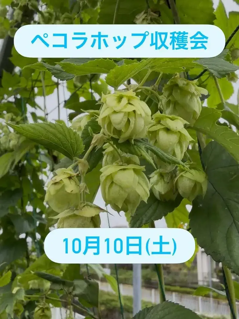 Pecora Beer Announces Hop Harvest Through Its Local HOP CLUB in Kawasaki