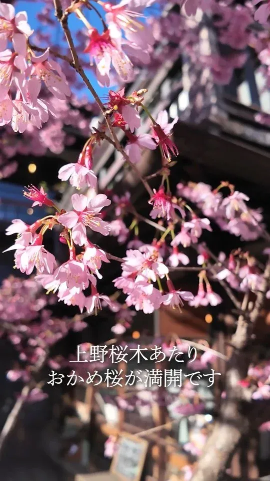 谷中ビアホール11周年限定「春嵐」開栓、上野桜木あたりでおかめ桜が見頃