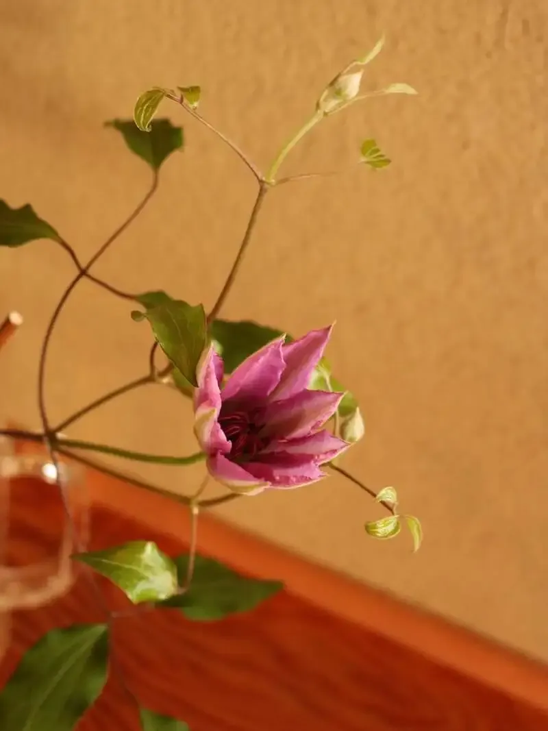 京都・麥酒 夢詠ミでヨロッコビール『The Golden TIme』樽生を提供、水餃子も