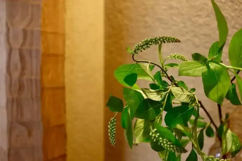 麥酒 夢詠ミで奈良醸造『SPIRAL』開栓、Knot『KOURO』も提供中