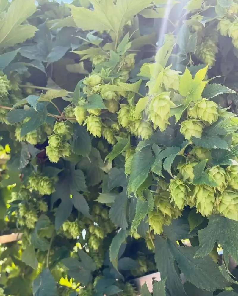 Iwanai Brewery & Hotel to hold hop harvest event on August 13